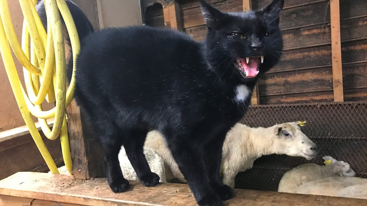 Böse Katze wird von Schafmutter geowned