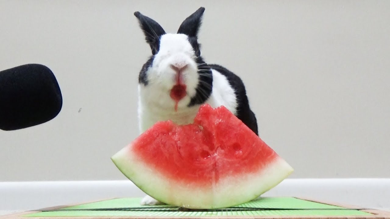 Lustiges Tier-Video: Hase frisst Wassermelone