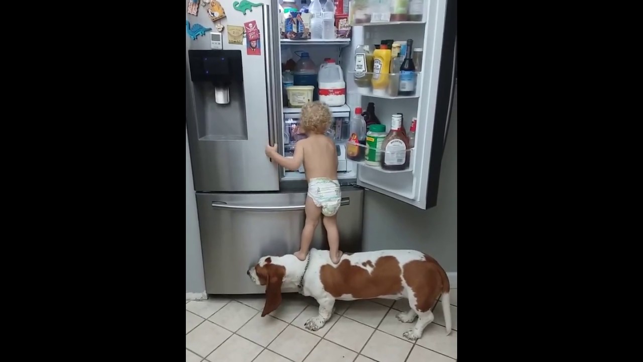 Teamwork: Baby und Hund überwinden den Kühlschrank