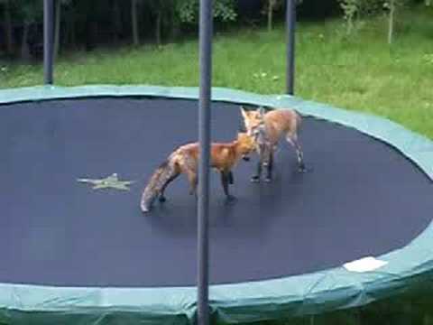 Zwei kleine Füchse auf dem Trampolin